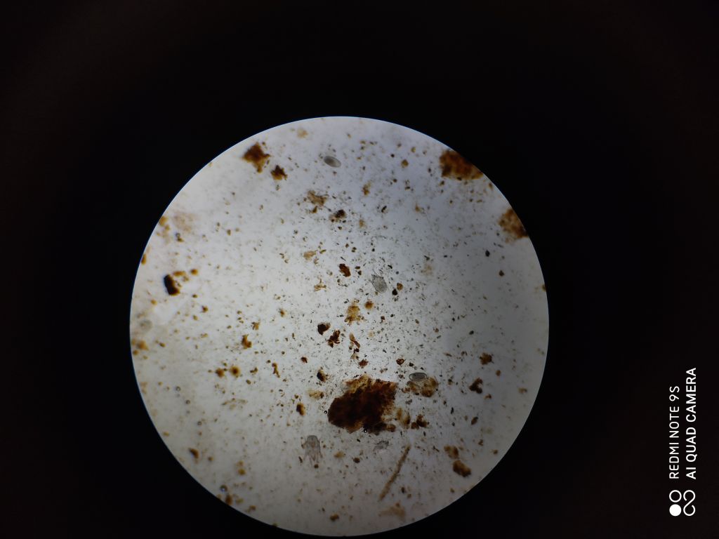 Коте Сузи - Otodectes cynotis